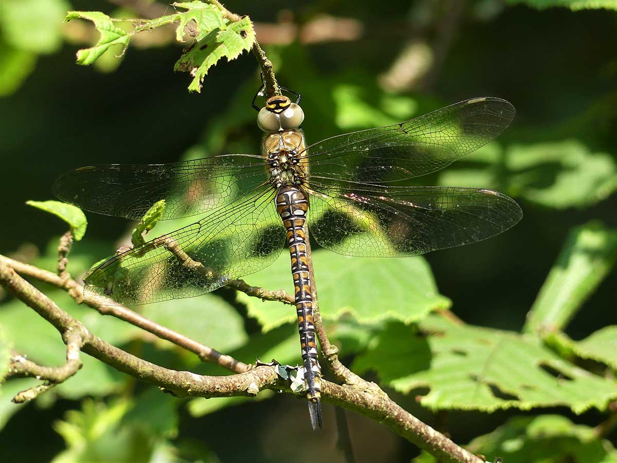 Aeshna_mixta